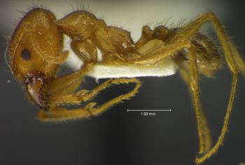 Media type: image;   Entomology 34231 Aspect: habitus lateral view